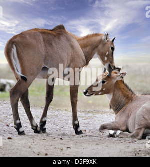 Les antilopes Nilgai asiatique ( boselaphus tragocamelus) Banque D'Images