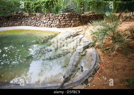 Les crocodiles dans un zoo, Chennai, Tamil Nadu, Inde Banque D'Images