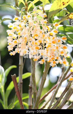 L'orchidée jaune c'est l'exposition à la lumière du soleil brille. Banque D'Images