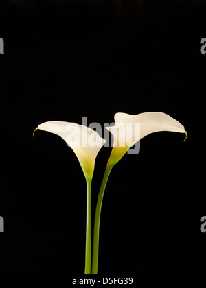 D'arum blanc géant ou le conjoint, d'arum Zantedeschia aethiopica fleurs, sur fond noir. Banque D'Images