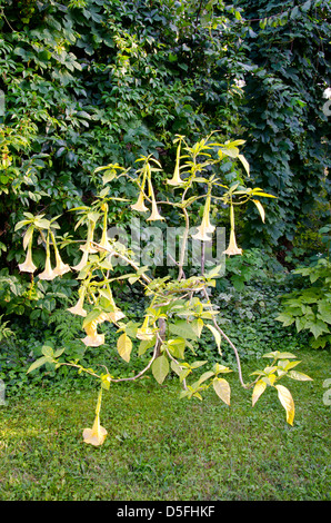 Le datura (ange trompette) fleurs dans jardin d'été Banque D'Images