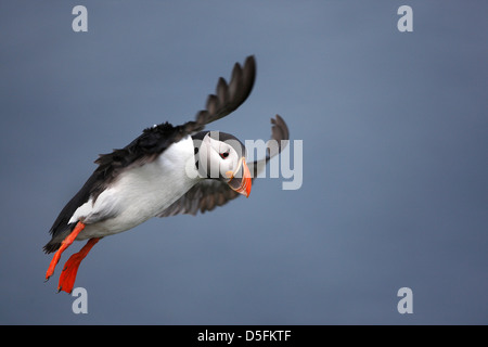 Macareux moine (Fratercula arctica) atterrissage avec ailes déployées Banque D'Images