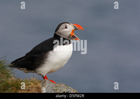 Macareux moine (Fratercula arctica) appelant à partir de la falaise Banque D'Images