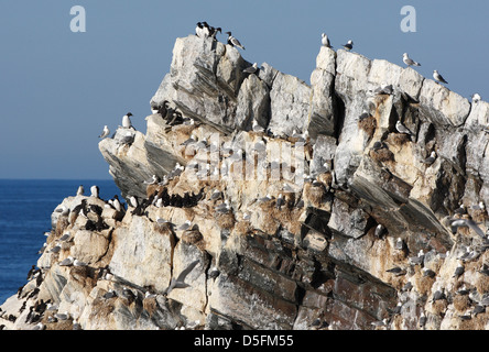 Les macareux, petits pingouins et des mouettes tridactyles nichent en colonie d'oiseaux marins à falaise Banque D'Images