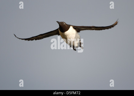 Guillemot marmette / Common guillemot (Uria aalge) en vol Banque D'Images