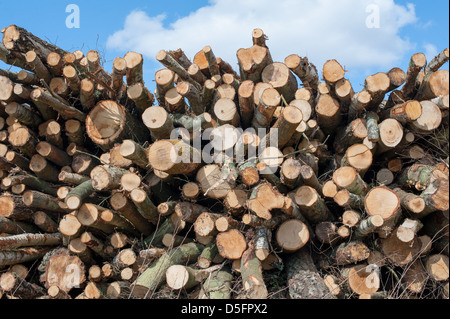 Gros tas de billes en attente d'être assaisonnés et coupé aux dimensions pour woodburners et les feux à ciel ouvert Banque D'Images