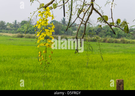 Fleurs de douche d'or Banque D'Images