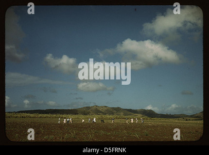 Cette image montre des ouvriers cultivant la canne à sucre sur le terrain de la Compagnie des Îles Vierges près de Bethléem, en Croix. La photographie capture le processus exigeant en main-d'œuvre de la culture du sucre au début du XXe siècle. Banque D'Images