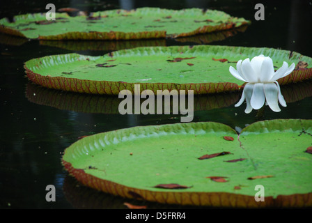 Nénuphars géants et fleur de lotus. Jardin Botanique de Pamplemousses. Port Louis. L'Ile Maurice Banque D'Images