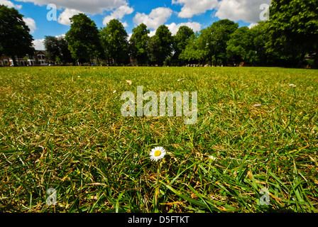 DAISY SOLITAIRE DANS UN CHAMP D'HERBE AVEC DES ARBRES ET UN CIEL BLEU SUR CHRISTCHURCH GREEN, LONDRES WANSTEAD Banque D'Images