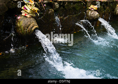 Dans l'eau de source sacrée sainte Puru Tirtha Empul Temple, Bali, Indonésie avec piscines purifiant Banque D'Images