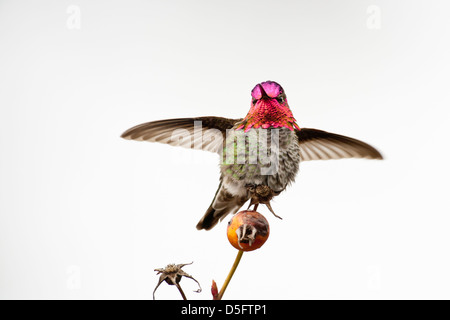 Anna's hummingbird mâle perché sur les territoires de bush de rose musquée - Victoria, Colombie-Britannique, Canada. Banque D'Images