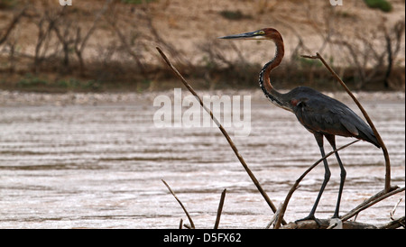 Héron goliath sur la rivière Kunene Banque D'Images