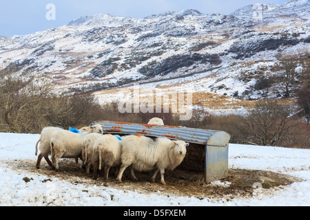 Hardy de race Welsh Mountain Sheep Feeding à partir d'un creux de la nourriture dans la neige sur une colline dans la ferme des hautes terres hautes terres de Snowdonia. Capel Curig Conwy Wales UK Banque D'Images