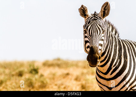 Zebra dans la réserve de Tsavo, Kenya - Afrique Banque D'Images