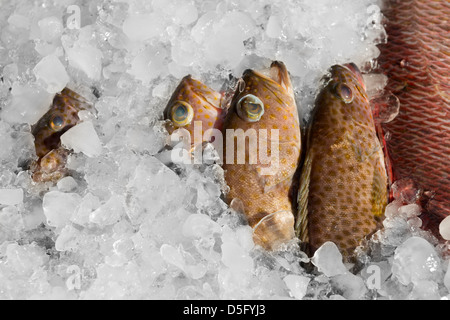 Le poisson frais sur la glace pour la vente au restaurant Banque D'Images