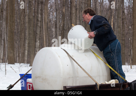 Man pouring maple sap dans un grand récipient Banque D'Images