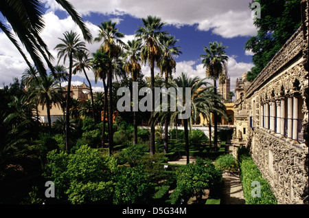 Vergers jardin de l'Alcazar de Séville, un palais royal construit par le castillan Chrétiens pour le roi chrétien de Castille pierre sur l'emplacement d'une forteresse musulmane Abbadid en résidentiel la ville de Séville la capitale de la communauté autonome d'Andalousie en Espagne Banque D'Images