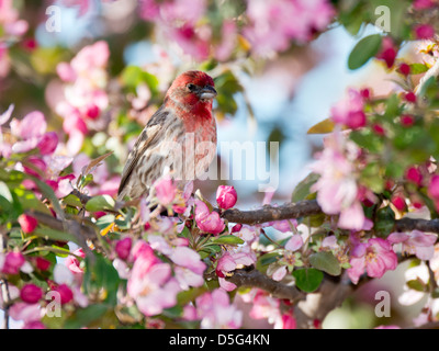 House Finch, Haemorhous mexicanus, perché dans un pommetier en fleurs de printemps. New York, USA. Banque D'Images