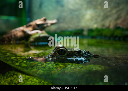 Les alligators en captivité / crocodiles Banque D'Images