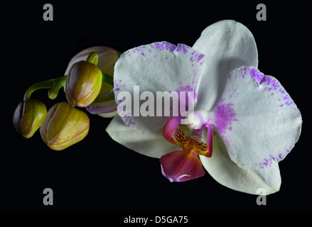 Orchidée Phalaenopsis blanche tachetée rose (Moth Orchid) Banque D'Images