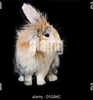Light Brown Bunny oreille lop sur fond noir Banque D'Images