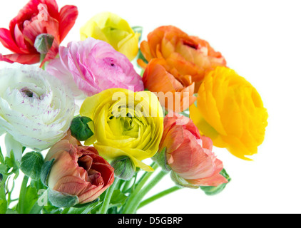 Ranunculus colorés des fleurs sur fond de bois vintage Banque D'Images