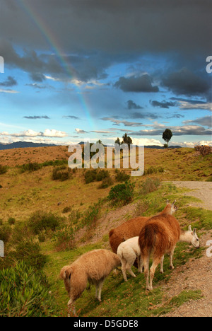 Les lamas se nourrissant dans les Andes, au pied d'un arc-en-ciel Banque D'Images