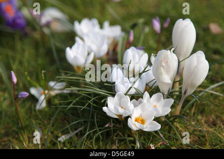 Basingstoke, Royaume-Uni. 2 avril 2013 - la floraison des crocus à Basingstoke's War Memorial Park, New Hampshire. L'arrivée du réchauffement du climat, plus ensoleillée est peut-être enfin à l'horizon au Royaume-Uni. Crédit : Rob Arnold/Alamy Live News Banque D'Images