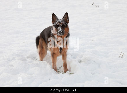 Berger allemand chien jouant dans la neige Banque D'Images