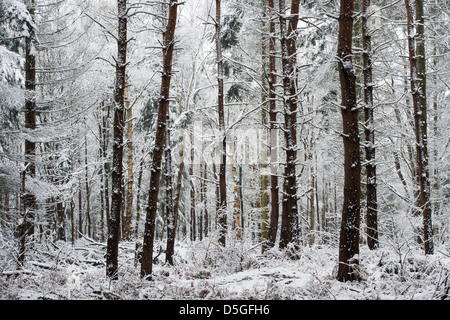 Les arbres couverts de neige en hiver. Oakley woods, Warwickshire, Angleterre Banque D'Images