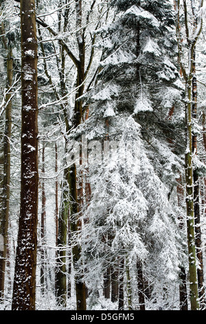 Les arbres couverts de neige en hiver. Oakley woods, Warwickshire, Angleterre Banque D'Images