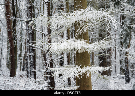 Les arbres couverts de neige en hiver. Oakley woods, Warwickshire, Angleterre Banque D'Images