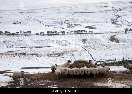 Teesdale, comté de Durham, Royaume-Uni. Le 31 mars 2013. La couverture de neige reste dans Teesdale, County Durham, England, UK où les éleveurs de moutons continuent d'alimenter le stock de foin. Les basses températures ont maintenu les conditions de neige dans les hautes terres de l'UK. Sagar-Musgrave Crédit : Rupert / Alamy Live News Banque D'Images