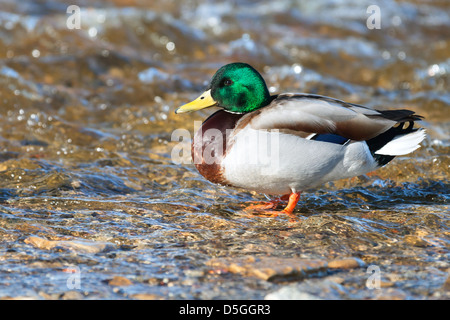 Le canard sauvage est situé sur la rive de la mer Banque D'Images