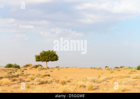 Un rhejri (Prosopis cineraria) arbre dans le désert de Thar (grand désert indien) sous ciel nuageux Banque D'Images