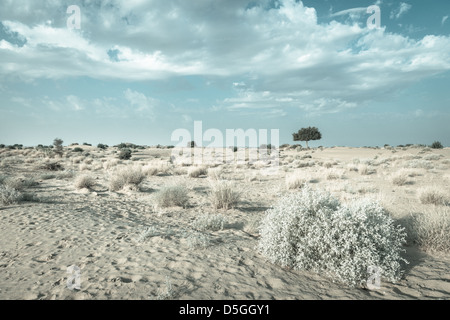 Un rhejri (Prosopis cineraria) arbre dans le désert de Thar ( grand désert indien) sous ciel nuageux ciel bleu dans les couleurs bleu clair Banque D'Images