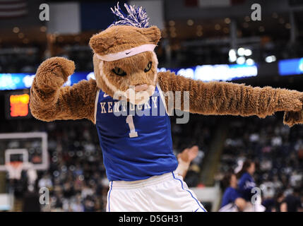 1 avril 2013 - Bridgeport, CT, USA - Lundi 1 Avril 2013 : La mascotte wildcat Kentucky effectue dans un délai d'attente au cours de la 1ère moitié du tournoi de basket-ball de NCAA Womens, Bridgeport final régional match entre New York vs New York à Webster Bank Arena à Bridgeport, CT. Bill Shettle / Cal Sport Media. Banque D'Images