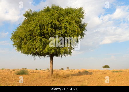 Un rhejri (Prosopis cineraria) arbre dans le désert de Thar ( grand désert indien) sous ciel nuageux ciel bleu Banque D'Images