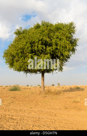 Un rhejri (Prosopis cineraria) arbre dans le désert de Thar ( grand désert indien) sous ciel nuageux ciel bleu Banque D'Images