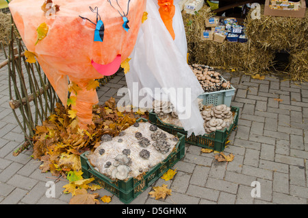Charcuterie différents champignons écologiques naturels vendus en automne en plein air de la rue du marché équitable. Banque D'Images