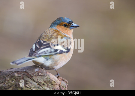 (Fringilla coelebs chaffinch mâle) debout sur une souche d'arbre, soft focus fond marron vert Banque D'Images