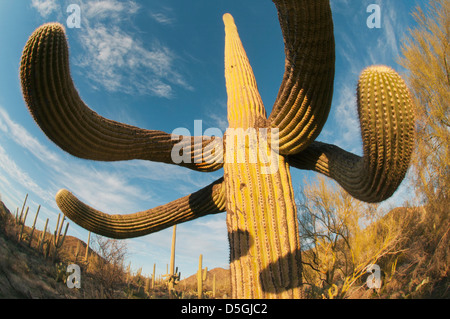 Cactus Saguaro (Carnegiea gigantea) Saguaro National Park, près de Tucson, Arizona, USA Banque D'Images