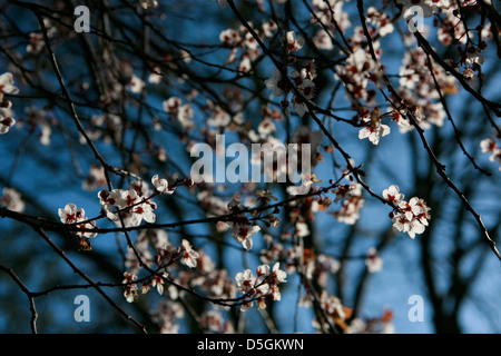 Prunellier (Prunus spinosa) tree/Bush en fleurs, au printemps la lumière du soleil du matin et un ciel bleu et de rétroéclairage. Banque D'Images