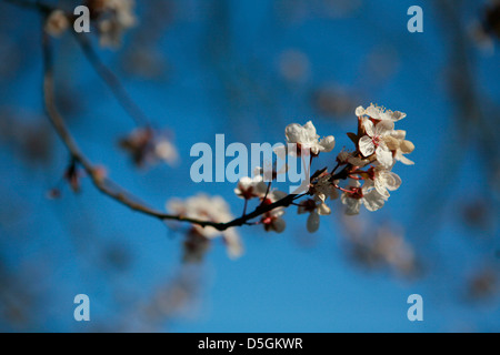 Prunellier (Prunus spinosa) tree/Bush en fleurs, au printemps la lumière du soleil du matin et un ciel bleu et de rétroéclairage. Banque D'Images