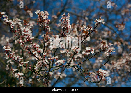 Prunellier (Prunus spinosa) tree/Bush en fleurs, au printemps la lumière du soleil du matin et un ciel bleu et de rétroéclairage. Banque D'Images