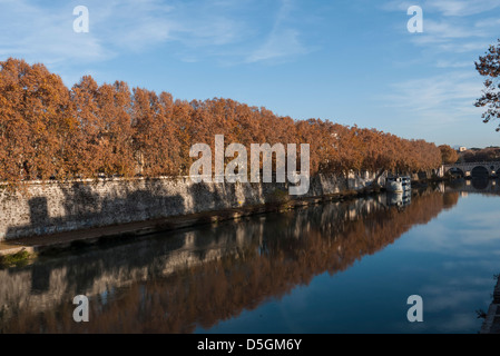 Rome, le Tibre à l'automne de platanes avec feuilles jaunes reflétée dans l'eau Banque D'Images