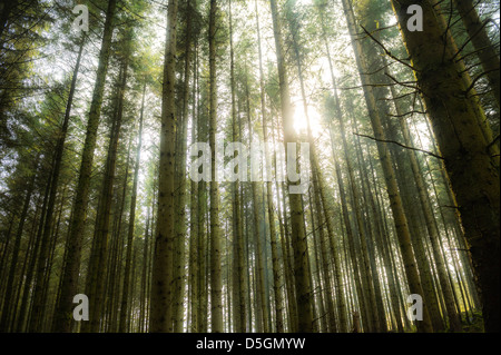 Le soleil qui rayonne à travers les arbres en forêt, plantation de bois Din, Ponterwyd Ceredigion, pays de Galles UK Banque D'Images