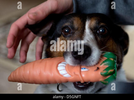 Un Jack Russell Terrier porte une carotte jouet en plastique dans la bouche en Bariskow hits, Allemagne, 07 mars 2013. Photo : Soeren Stache Banque D'Images