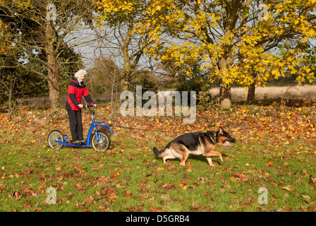 Une femme debout sur un scooter conçu spécialement tiré par son chien berger allemand Banque D'Images